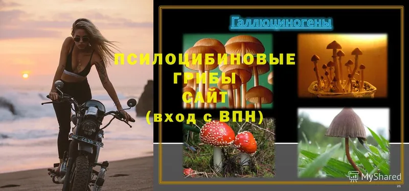 Галлюциногенные грибы Psilocybe  мега как зайти  Спасск 